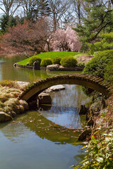 Japanese garden in spring with cherry blossoms