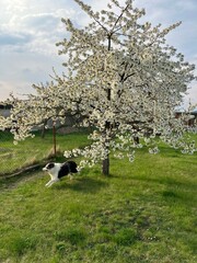 Blue merle border collie running under the blossomed tree in spring