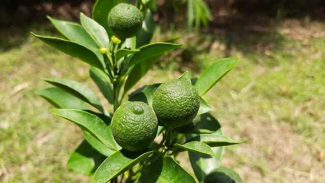 Green lemon in the tree. juice of the lemon is about five Percent citric acid. Lemon is the main source of vitamin C. The taste of its juice is sour. small lemon fruits.