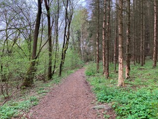 Obraz premium Path in the woods, Kunice, Czech Republic