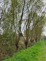 Willows in the spring, Kunice, Czech Republic.jpeg