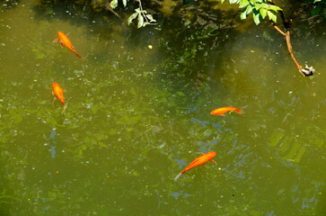 Several goldfish swim in a small pond, Sofia, Bulgaria  