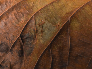 close up and detail of a leaf texture, natural background