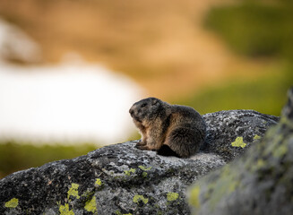 Świstak © Sporywildlife