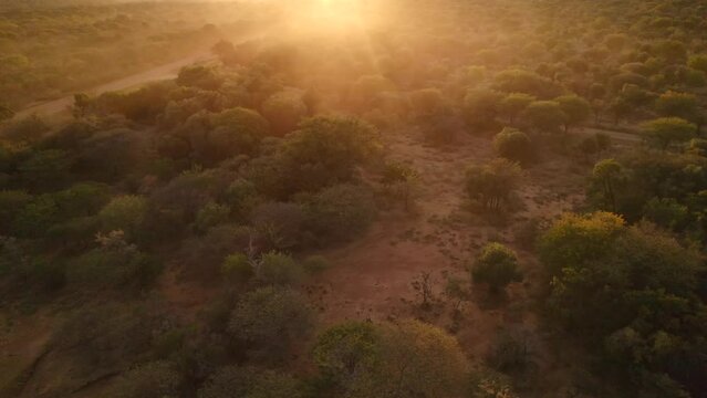 Epic video of the mist covering the African savannah forest at dawn light. Aerial