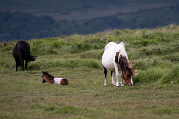 Two Dartmoor ponies, and foul laying down, 