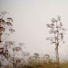 Plants during sunrise on Lachish hill in Israel