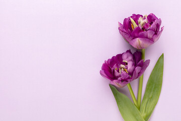 Lilac tulip flowers on pastel background.