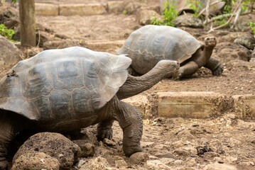 large giant tortoises, with their enormous size native and unique to the galapagos islands in freedom among the rocks and wild vegetation