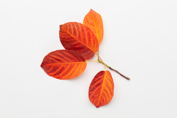 Autumn maple leaves isolated on white background.