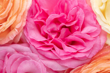 Blurred background with rose. Copy space for your text. Mock up template. Can be used for wallpaper, wedding card.