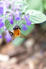 A bumblebee feeding on Fireweed flowers
