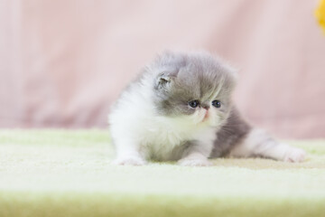 persian kitten  funny pets