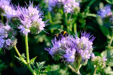 Lila Blüten mit Biene vor unscharfem Hintergrund