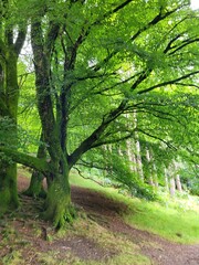Footpath in the forest on the mountains. Ireland. 