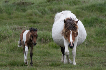 Naklejka na ściany i meble Foal and Mother, Dartmoor ponies.