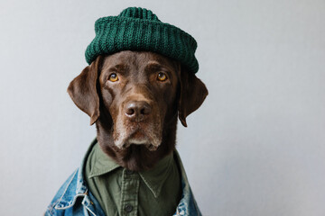 Portrait  labrador in a shirt, denim jacket and hat.