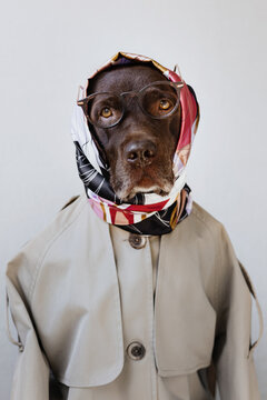 Lady labrador in a scarf and trench coat with glasses.