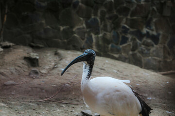 African sacred ibis Threskiornis aethiopicus , view of profile,