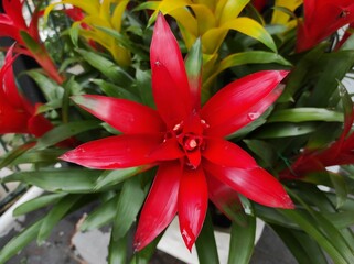 Guzmania is a genus  species of flowering plants in the botanical family Bromeliaceae
