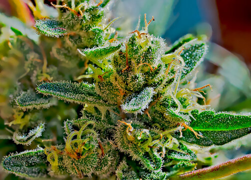 Cannabis - Royal Gorilla Strain - Extreme Macro