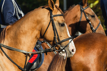 Obraz premium Profile view of the heads of harnessed horses