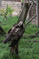 Cinereous Vulture, Aegypius monachus. Close up foto of Cinereous Vulture. Foto taken in wild habitat.