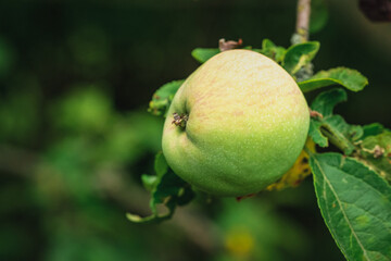 Fresh apples in the tree.