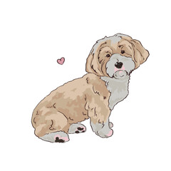 Havanese Bichon Dog sitting on a white background with a heart. white beige lap dog. illustration small tame dogs. Realistic hand drawn pet. 