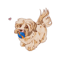 Havanese Bichon Dog with a ball in his mouth. white beige lapdog. illustration of small tamed dogs. Realistic hand drawn pet., dog toys
