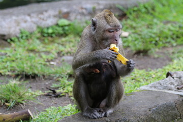 monkeys always carry their children everywhere