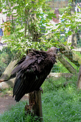 Cinereous Vulture, Aegypius monachus. Close up foto of Cinereous Vulture. Foto taken in wild habitat.