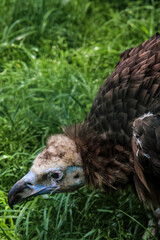 Cinereous Vulture, Aegypius monachus. Close up foto of Cinereous Vulture. Foto taken in wild habitat.