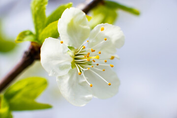 White cherry flower on a sunny day on a green blurred background with selective focus. Spring bloom