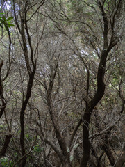 bare trees in the woods