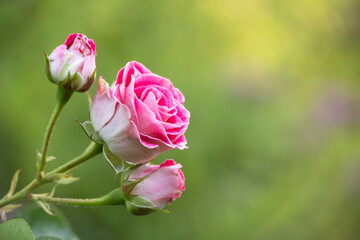 Pink rose on green background with space for text