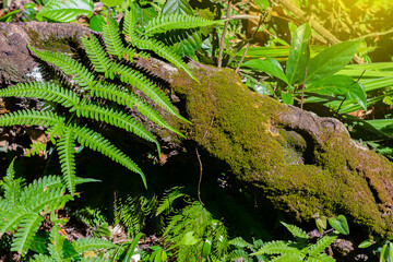Naklejka na ściany i meble fern leaves on mossy stump, natural green background. pure wild nature,Asian summer forest landscape.