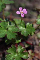 Closeup of small pink flower shining cranesbill - Geranium lucidum, in garden, Lithuania