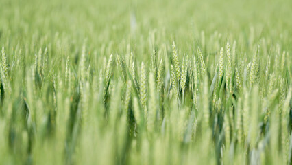 Gerste im unreifen grünen Zustand auf einem Feld im Frühsommer