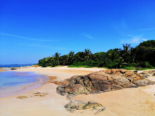 beach with palm trees