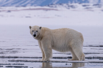 Obraz na płótnie Canvas Polar bear (Ursus maritimus) on sea ice in Svalbard