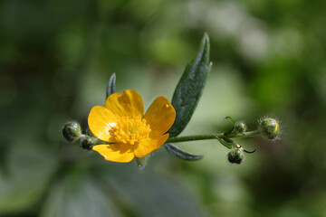 Meadow buttercup (Arabis caucasica) blooming yellow flower in a botanical garden, Lithuania