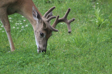 deer in the grass
