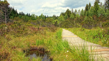 schöne Moorlandschaft im Naturschutzgebiet Murnauer Moos mit Holzpfad durch Gras, Wasser und...