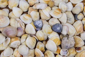 Background of the sea shells. Summer vacation concept