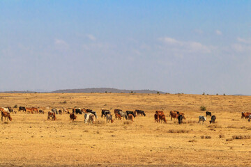 Herd of zebu cattles on a pasture in Tanzania