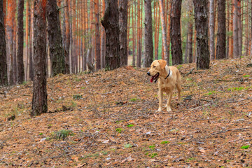 Labrador retriever walking in the pine forest at autumn