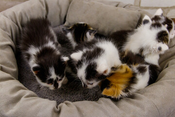 Little kittens sitting in a cat bed