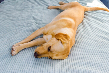 Cute labrador retriever dog lying on a bed