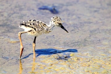 pullo cavaliere d'italia